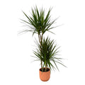 Dracaena Marginata – 120 cm – Ø21 inkl. elho Vibes Fold Round Rosa D22×H20 - Botanic-Vibes