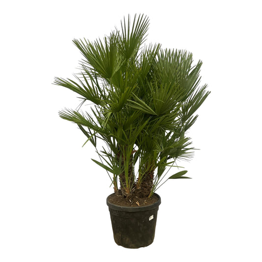 Chamaerops humilis mehrstämmig – 160–180 cm – Ø45