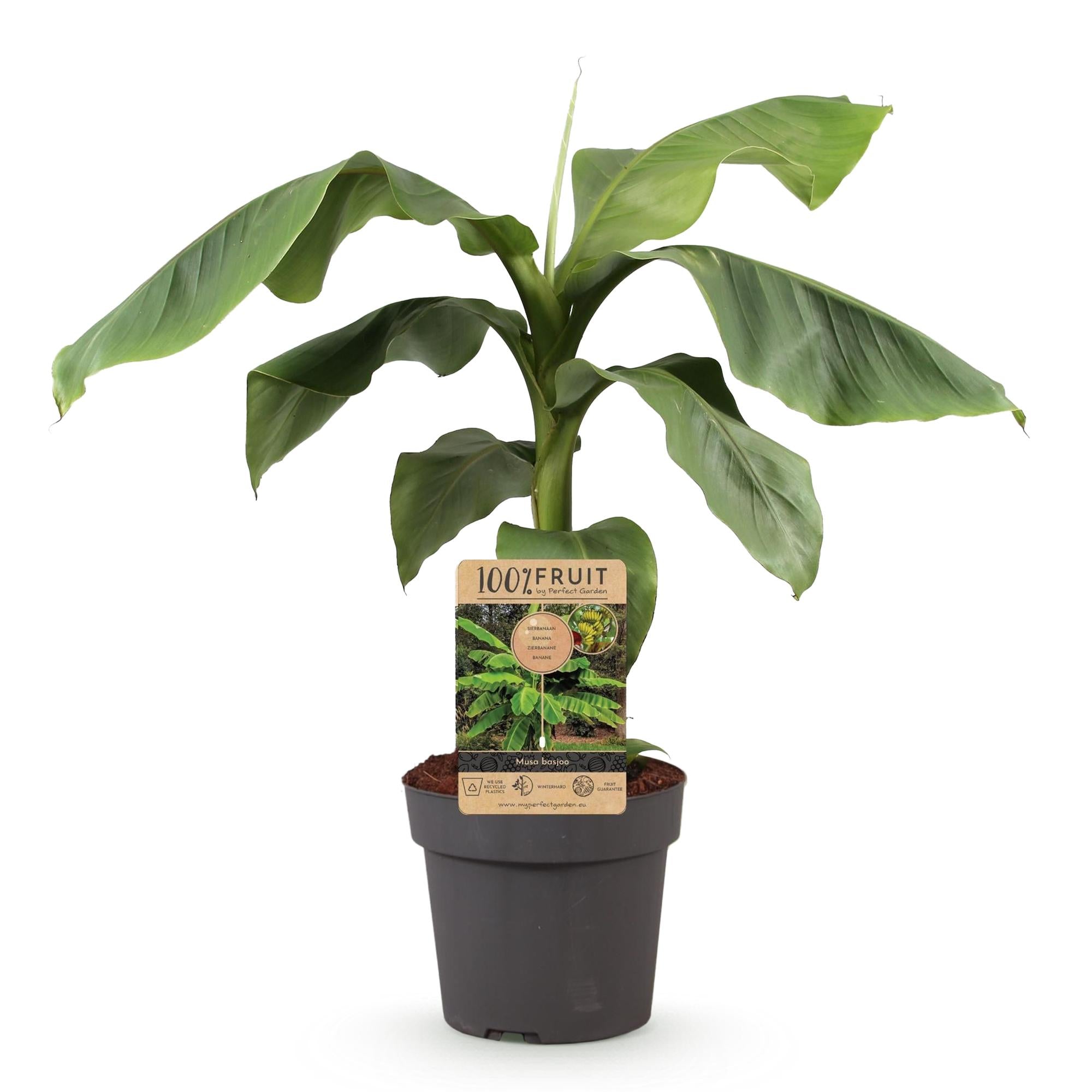 Obstpflanze, Musa Basjoo, Bananenbaum, Winterhart, Grün, 1 Pflanze, Topf 21 cm, 70-90 cm