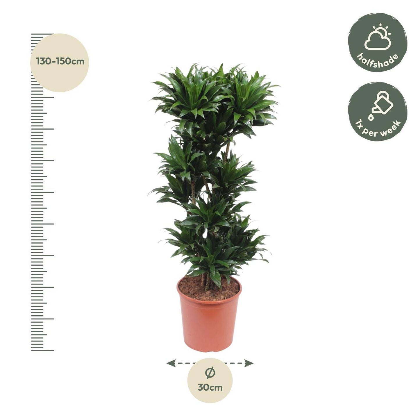 Dracaena compacta – 140 cm – ø30 - Botanic-Vibes