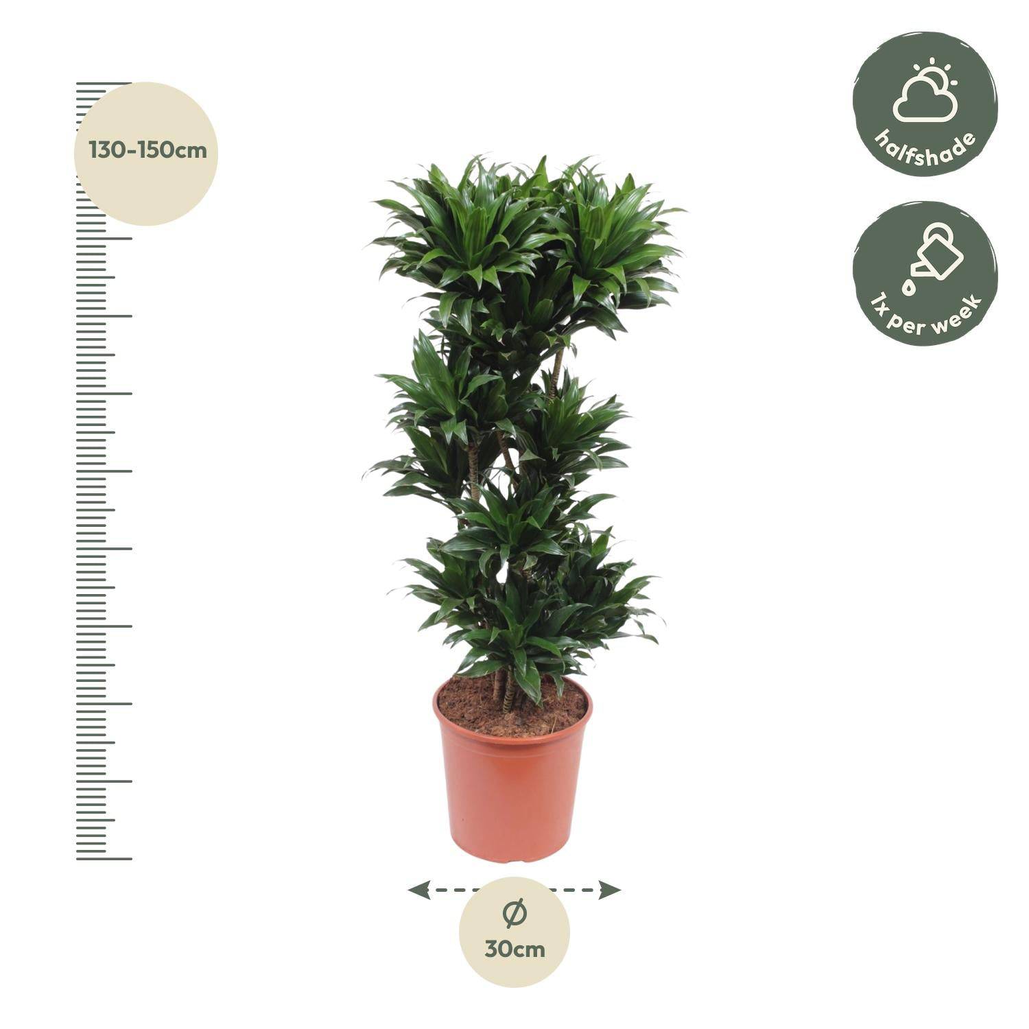 Dracaena compacta – 140 cm – ø30 - Botanic-Vibes