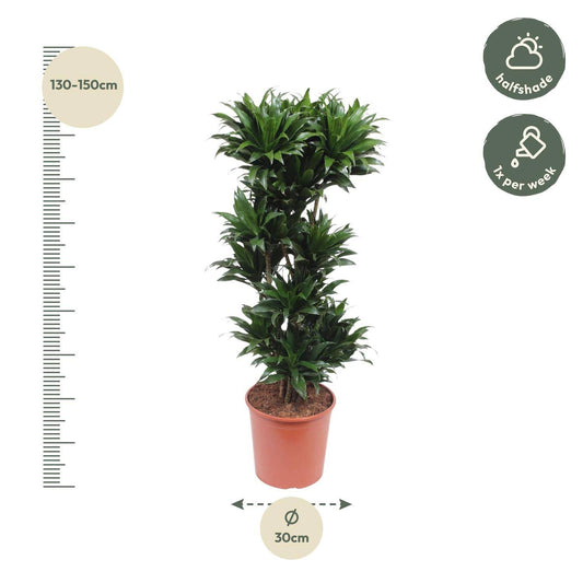 Dracaena compacta – 140 cm – ø30 - Botanic-Vibes