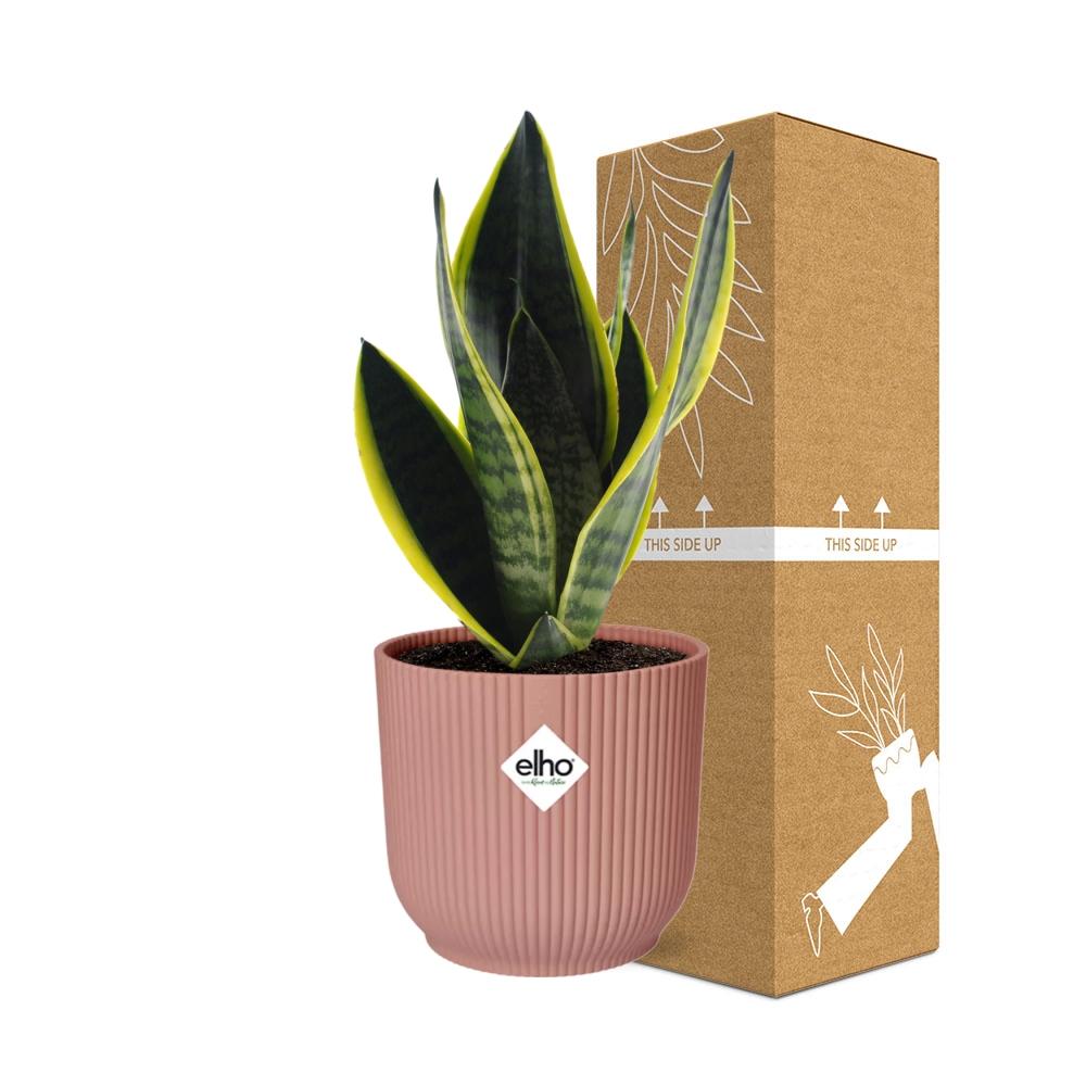 Sansevieria Futura Superba im ELHO Vibes Fold, 14 cm, rosa