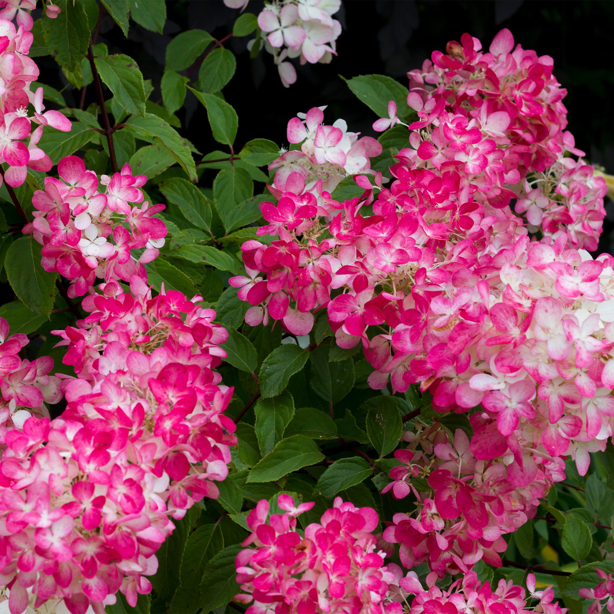 Rispenhortensie, Hydrangea panniculata Rosa Diamond, Blüte Weiß Rosa, 3 Pflanzen, 1 m2, Laubabwerfend, Große Blüten, Topf 17 cm 50 cm