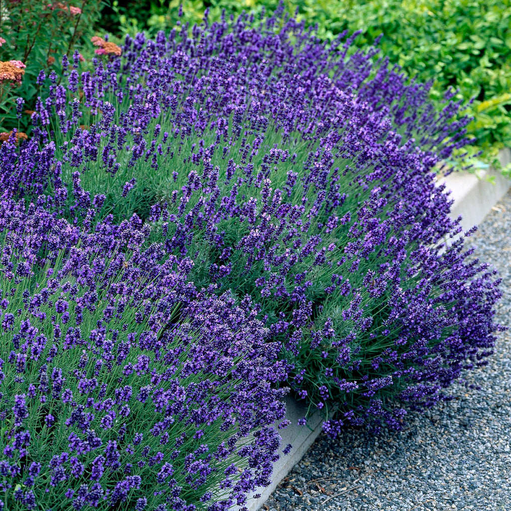 Heckenpflanzen, Lavandula angustifolia Hidcote, graues Blatt, 6 Pflanzen, 1 laufender Meter, immergrün, Topf 17 cm 30 cm
