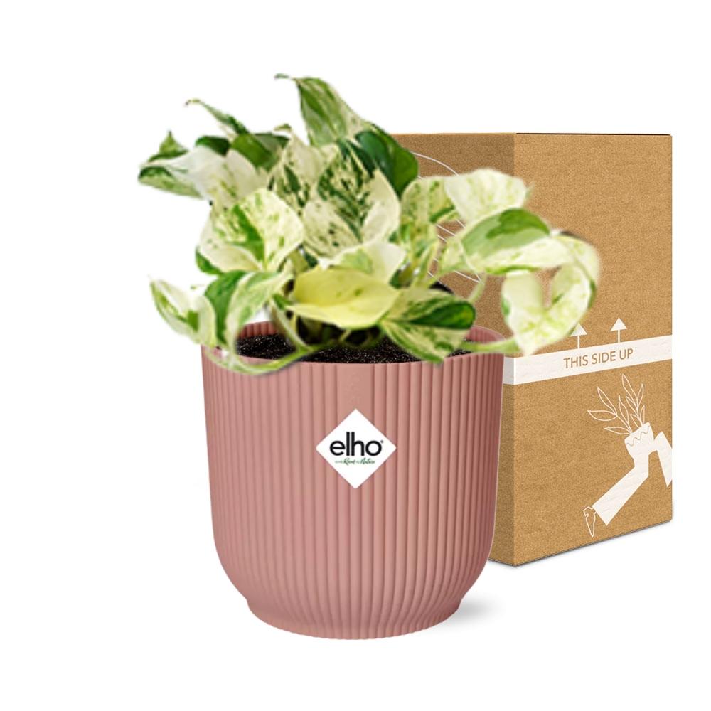 Epipremnum Pinnatum Happy Leaf im ELHO Vibes Fold, 14 cm, rosa