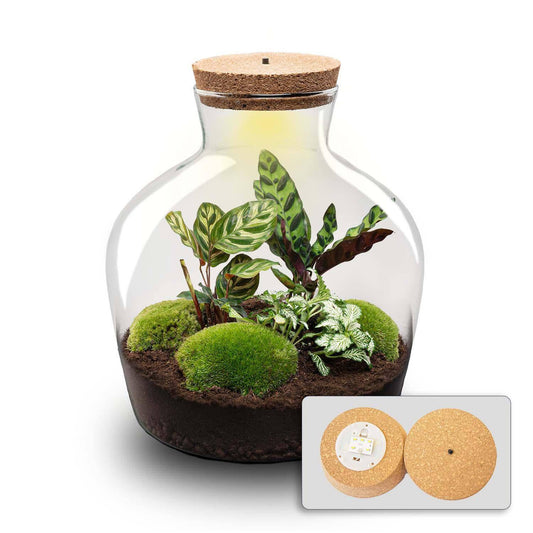 Terrarium – fat joe + led – 30 cm - Botanic-Vibes