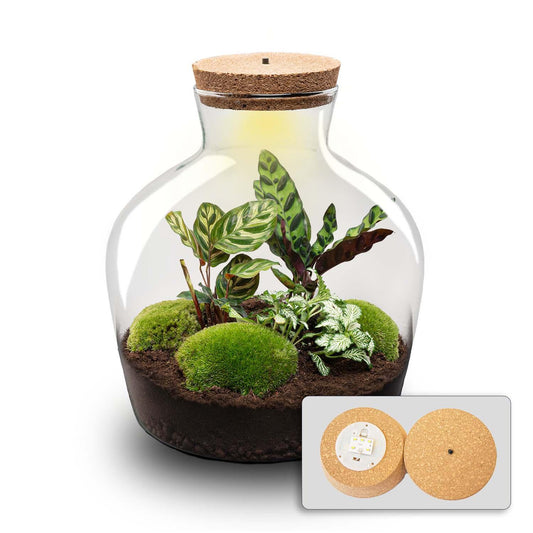 Terrarium – fat joe + led – 30 cm