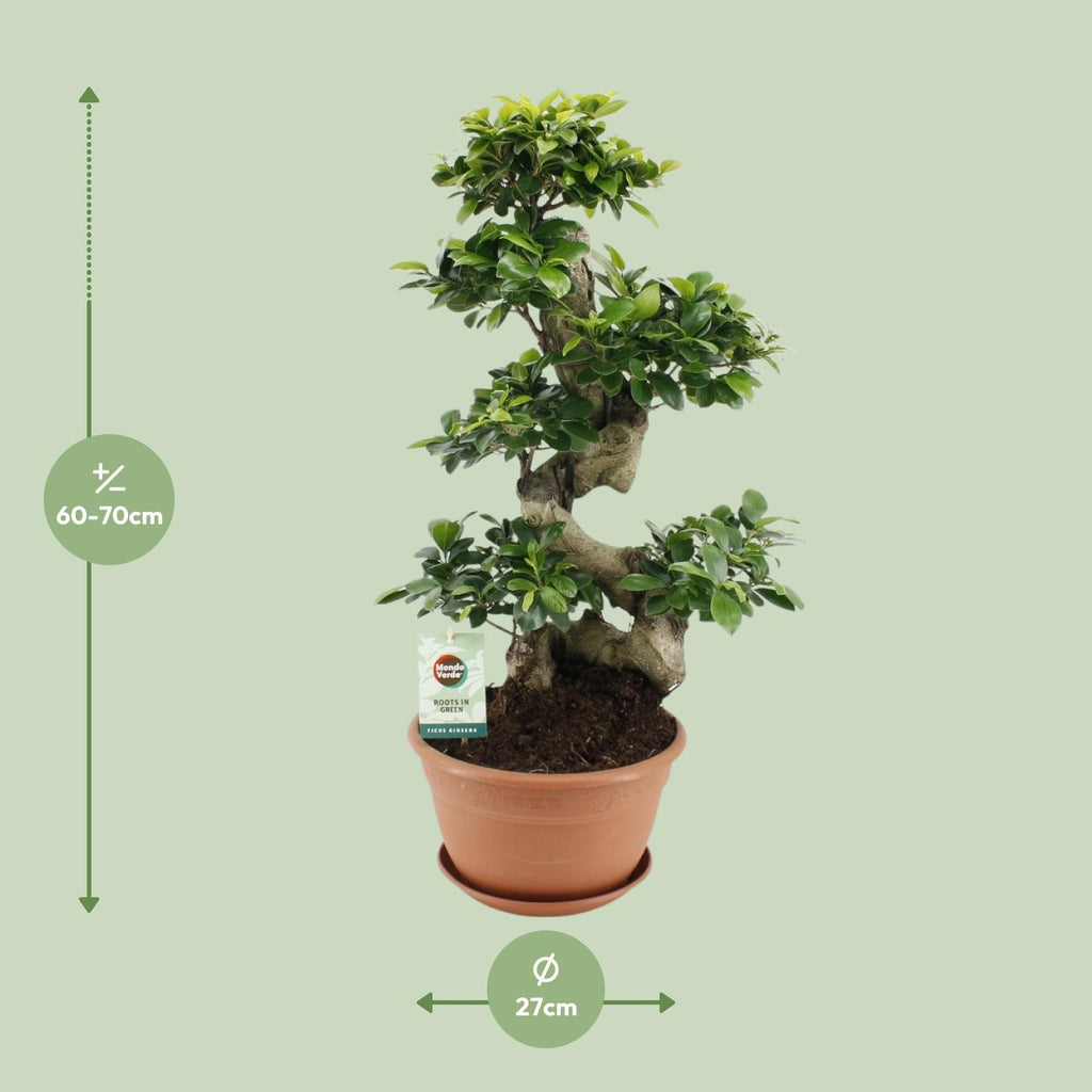 Ficus Ginseng, Ø27 cm, 70 cm