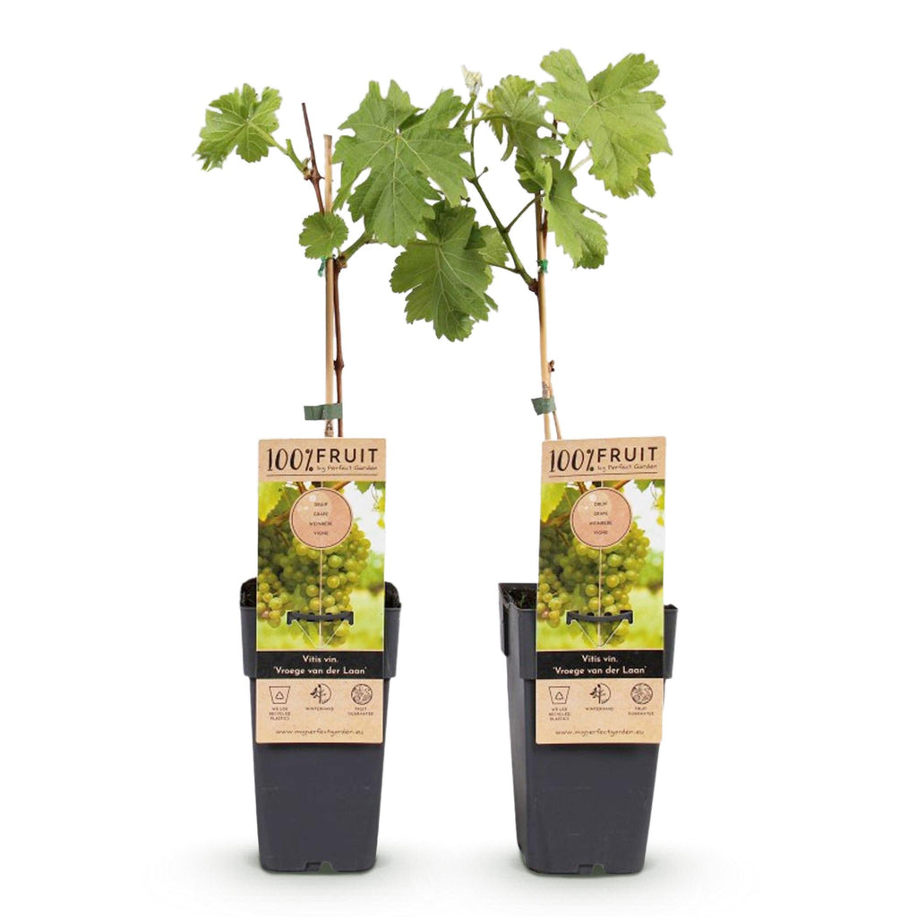 Obstpflanze, Vitis vinifera Vroege van der Laan, Weinrebe, Winterhart, Weiße Traube, 2 Pflanzen, Topf 15 cm, 50 cm