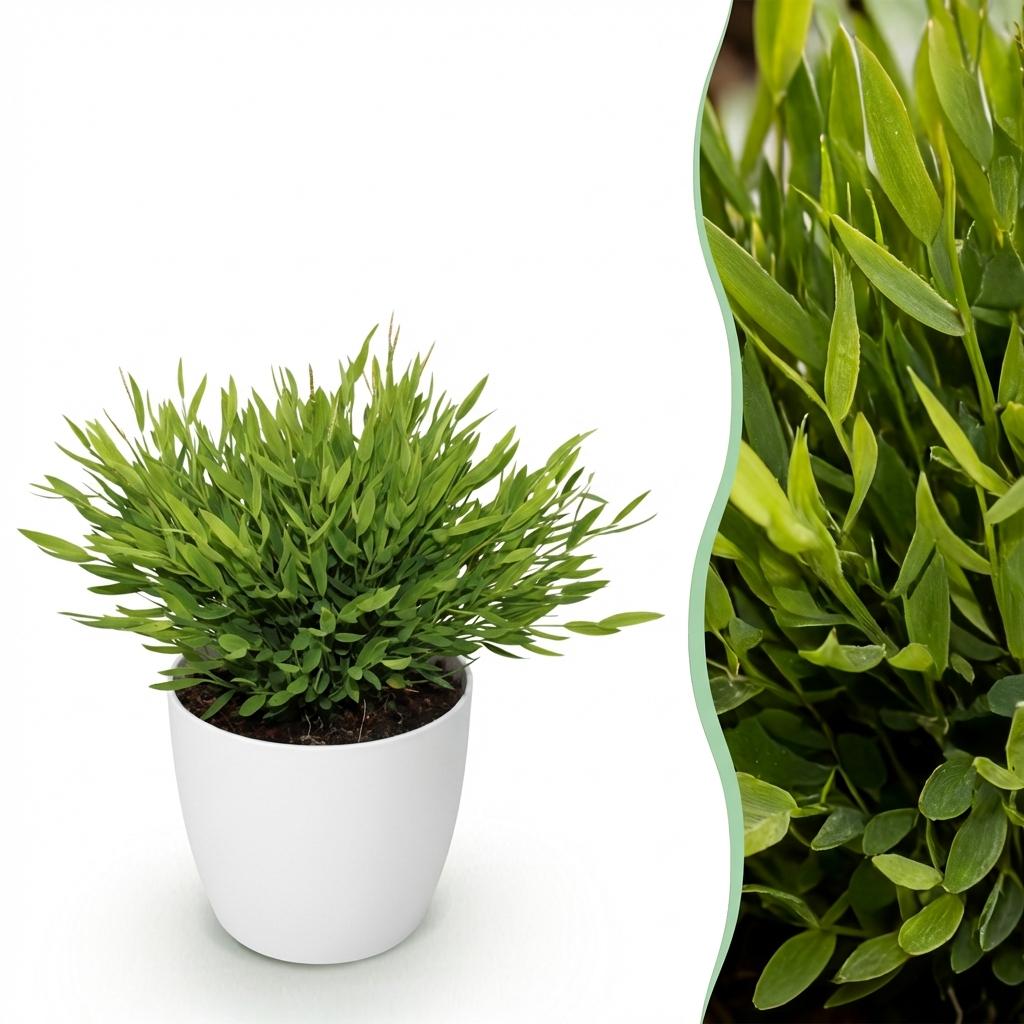 Green boutiQ, Zimmerpflanze, Bamusa Pogonatherum Monica, Bambusgras, Haustierfreundliche Pflanze, Grün, Topf 12cm, Höhe 20cm