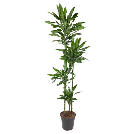 Dracaena Janet Lind – 180 cm – Ø27 - Botanic-Vibes