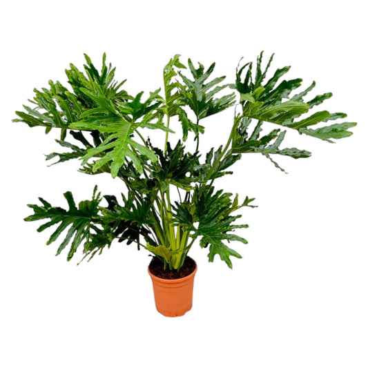 Philodendron selloum – 100 cm – Ø27