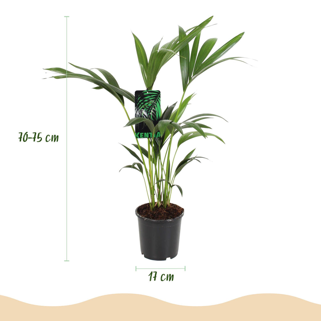 Howea Forsteriana, Kentia Palme, Wenig Pflege, Grün, 1 Pflanze, Topf 17 cm, 70-75 cm