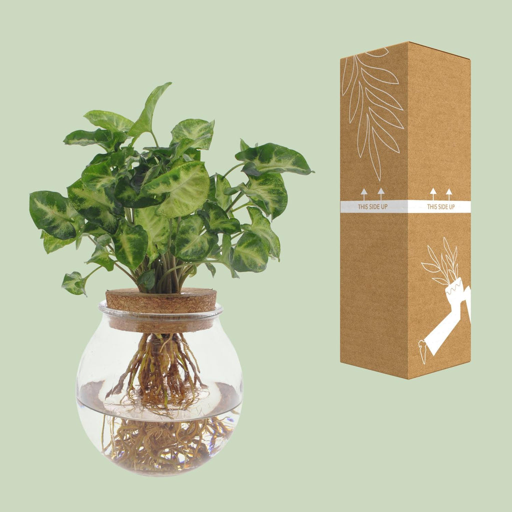 Syngonium Pixie, Ø12 cm, 30 cm