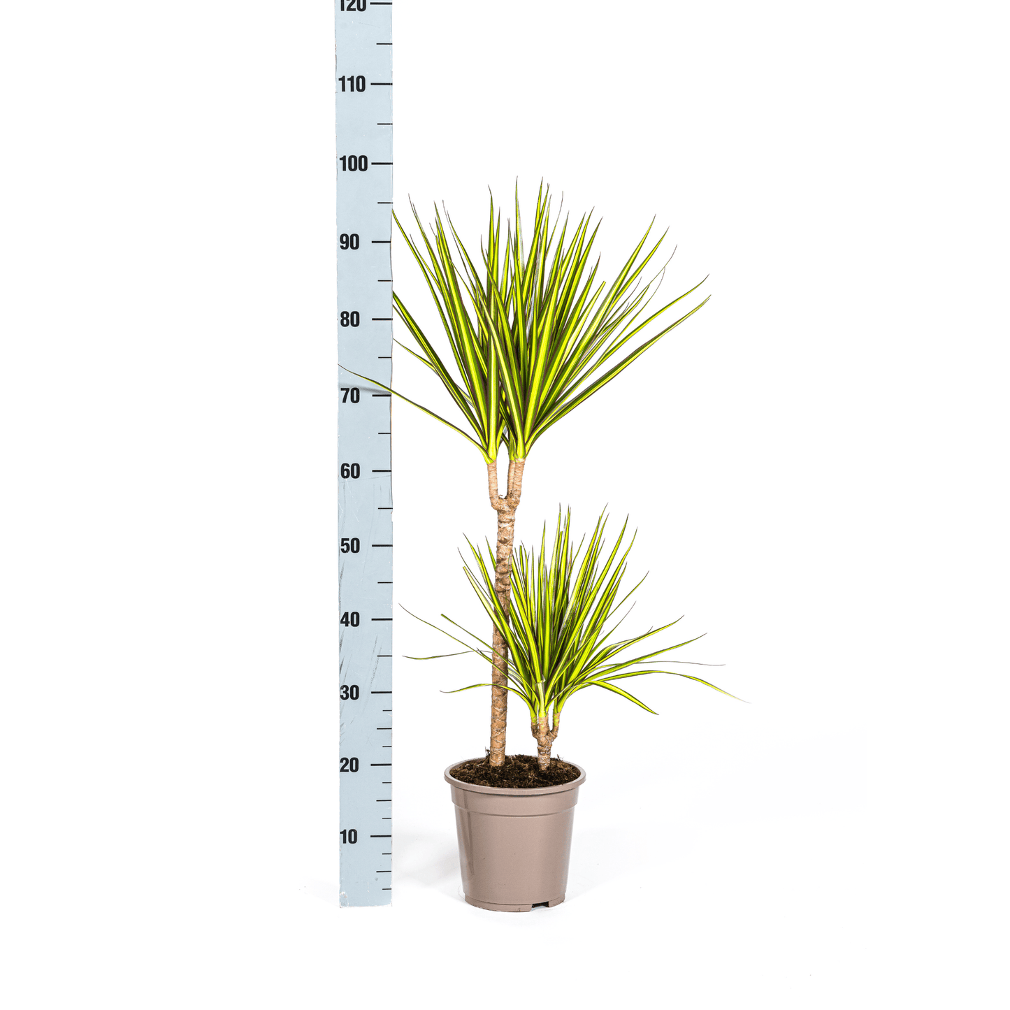 Dracaena Marginata Sunray Ø19cm - ↕80-100cm - Botanic-Vibes