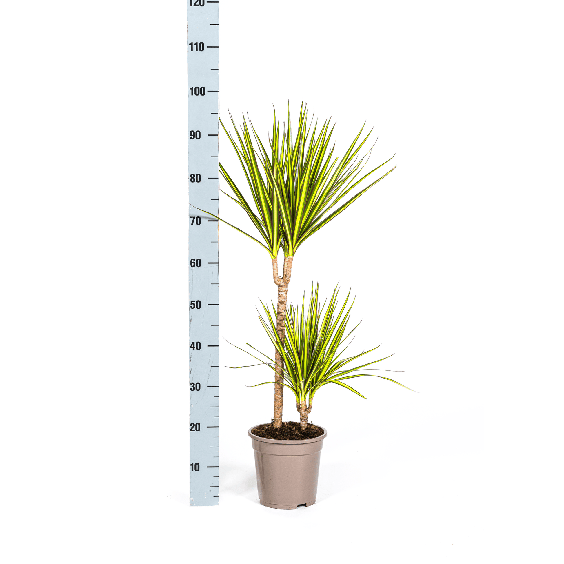 Dracaena Marginata Sunray Ø19cm - ↕80-100cm - Botanic-Vibes
