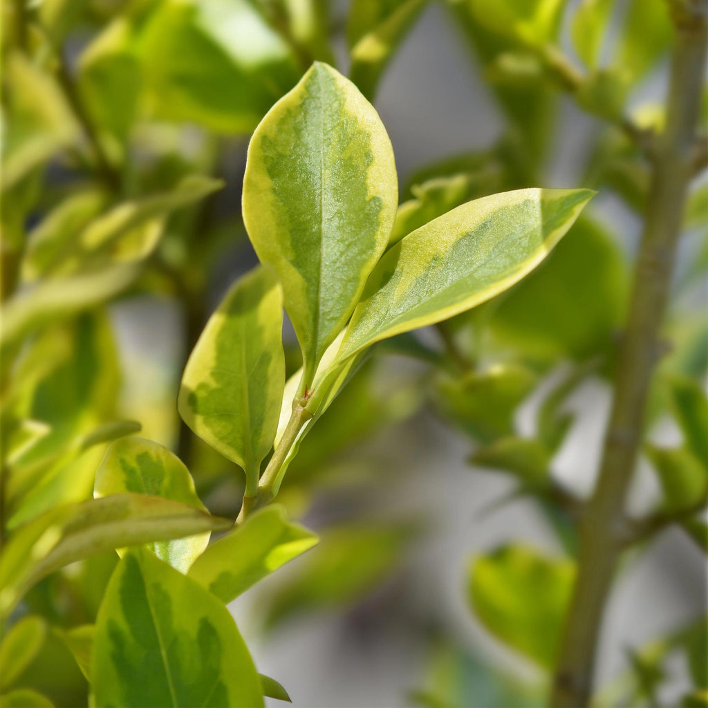 Heckenpflanzen, Ligustrum ovalifolium Aureum, Blätter gelb grün, 8 Pflanzen, 1 laufender Meter, immergrün, Topf 9 cm 35-40 cm