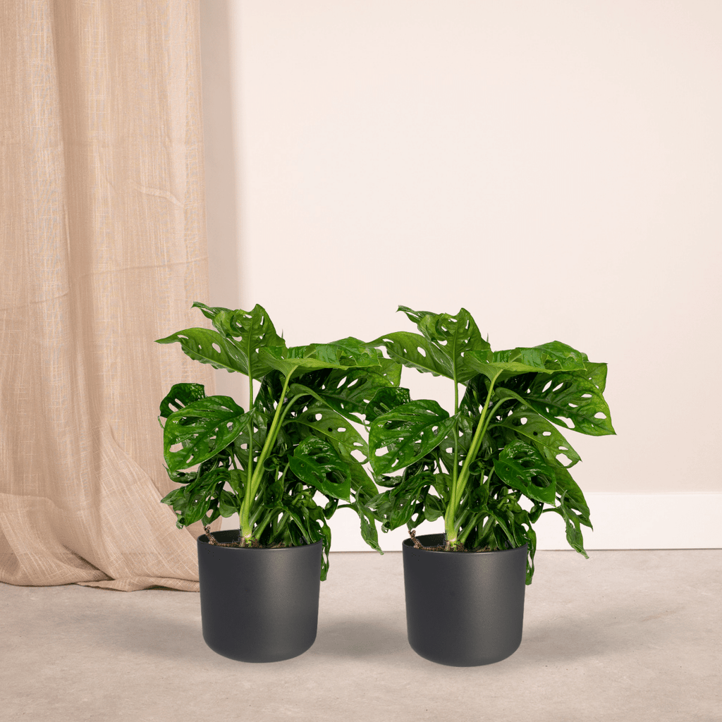 2x Monstera Monkey Leaf, Lochpflanze, 30 cm, Ø12 cm
