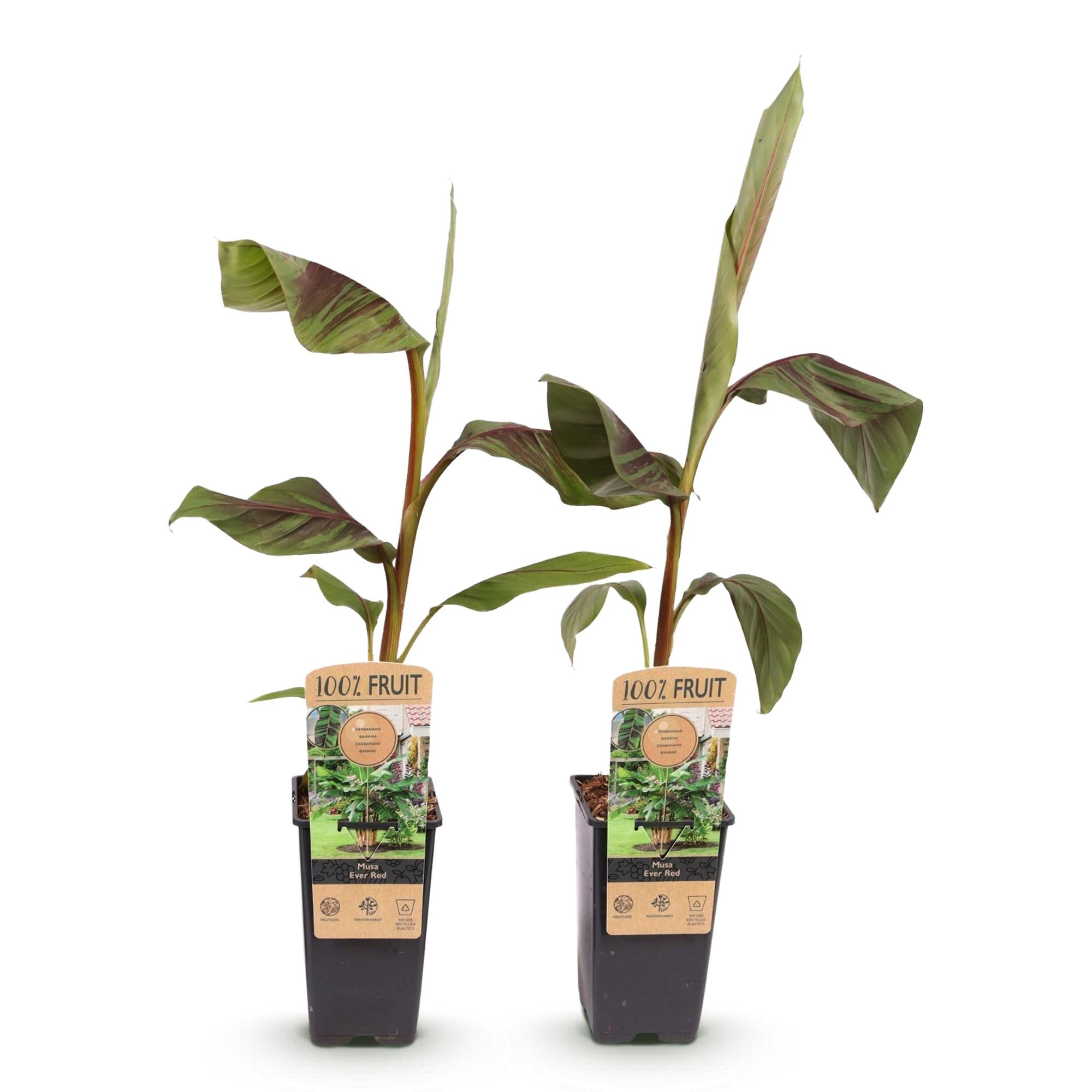 Obstpflanze, Musa Ever Rot, Bananenbaum, Winterhart, Grün-Rot, 2 Pflanzen, Topf 15 cm, 50 cm