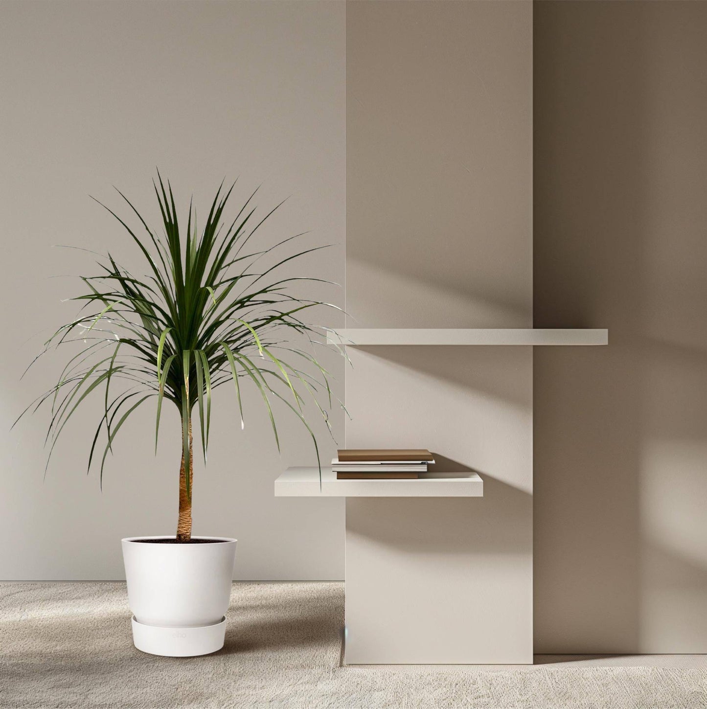Dracaena draco – 120 cm – ø30 - Botanic-Vibes