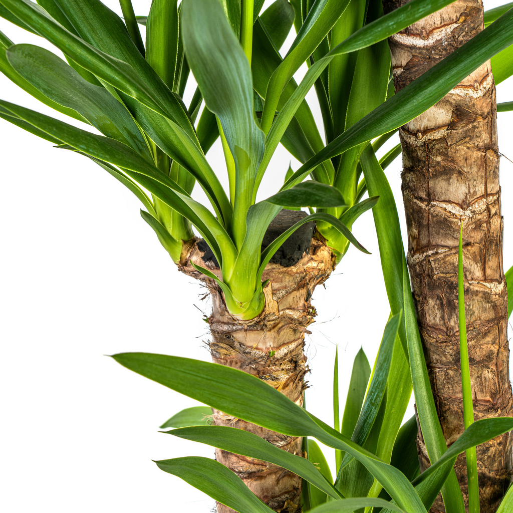 Yucca Elephantipes mit Korb Ø24 cm, 120-140 cm