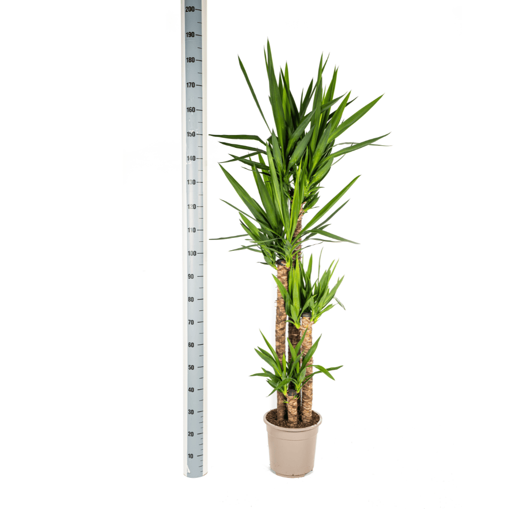 Yucca Elephantipes Ø27cm - ↕150 - 170cm - Botanic-Vibes