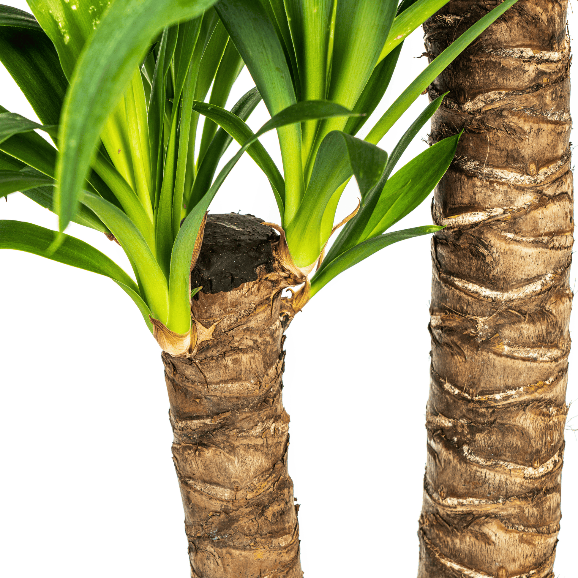 Yucca Elephantipes Ø19cm - ↕70 - 90cm - Botanic-Vibes