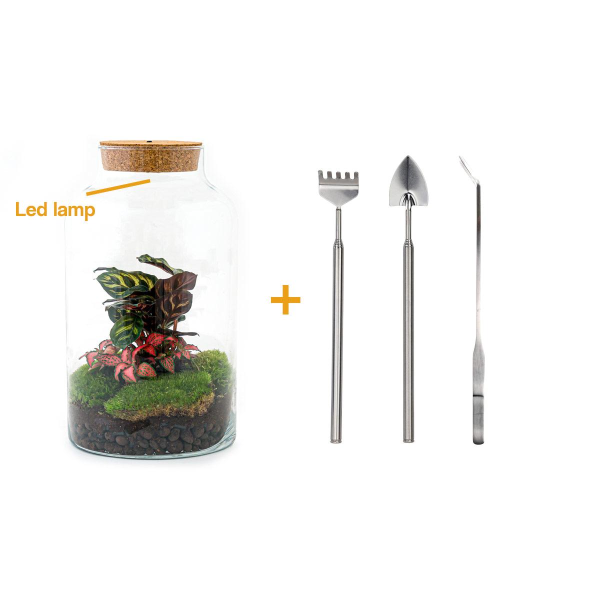 Flaschengarten – Milky Calathea mit Lampe – 31 cm – Rechen + Schaufel + Pinzette