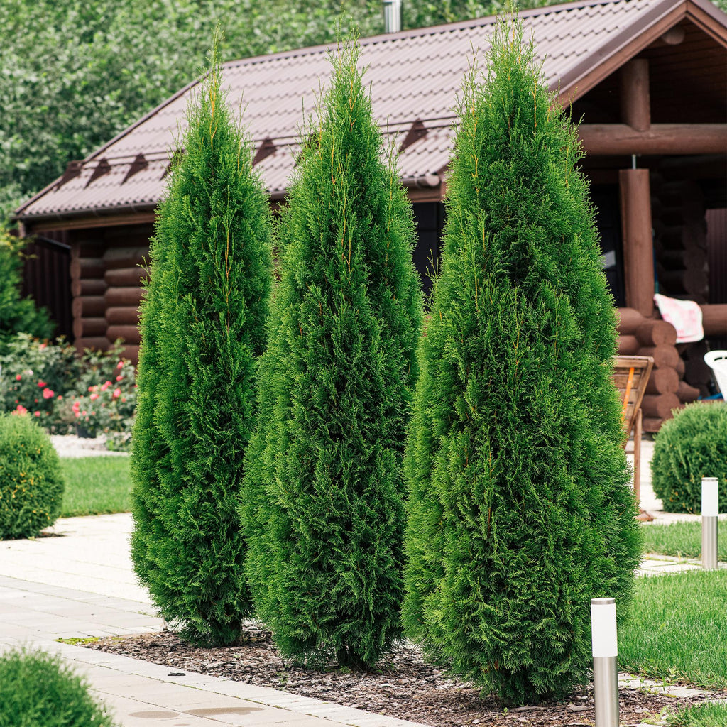 Heckenpflanzen, Thuja occidentalis Smaragd, Blatt grün, 6 Pflanzen, 1 laufender Meter, immergrün, Topf 17 cm 60 cm