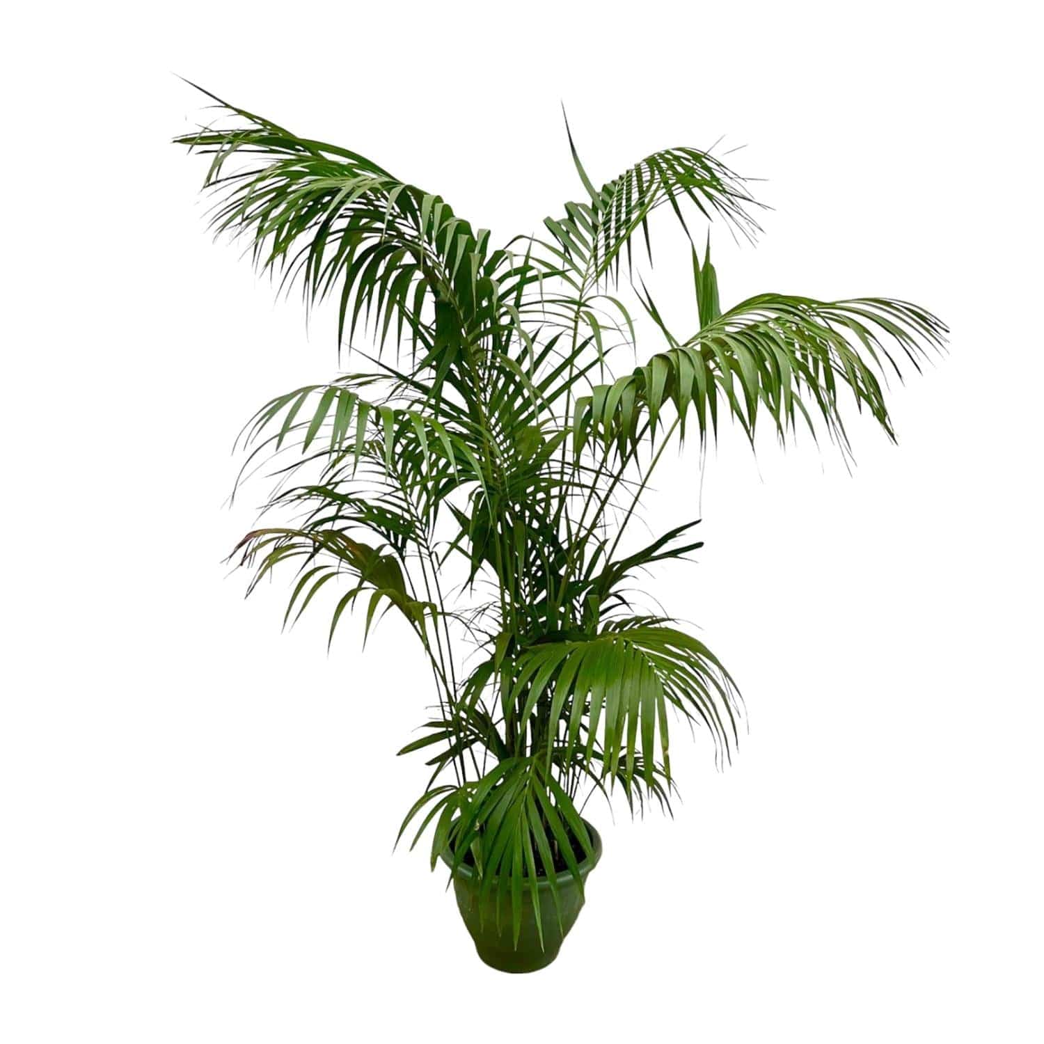 Kentia palm XXL – 260 cm – Ø35 - Botanic-Vibes