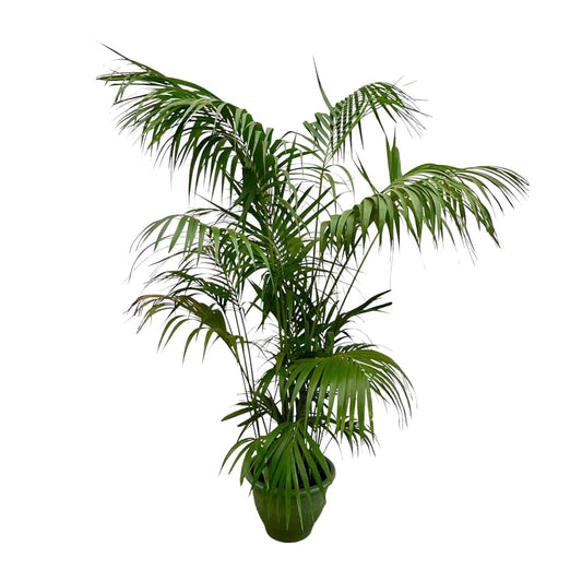 Kentia palm XXL – 260 cm – Ø35 - Botanic-Vibes