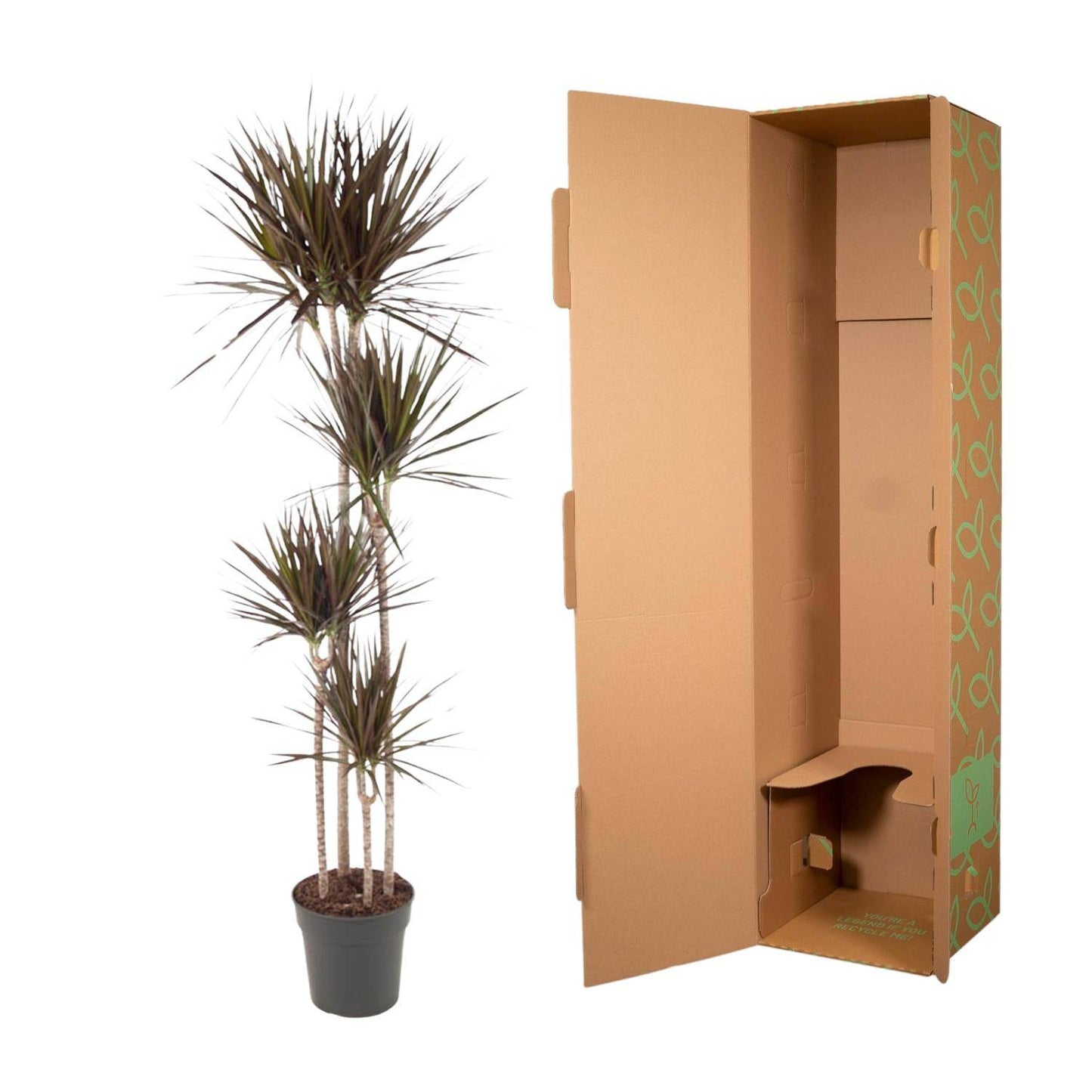 Dracaena Magenta – 180 cm – Ø27 - Botanic-Vibes
