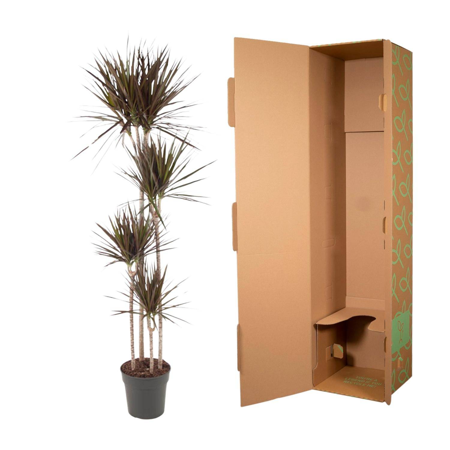Dracaena Magenta – 180 cm – Ø27 - Botanic-Vibes