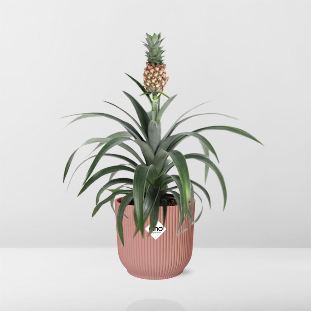Mother's Day, Ananas Mi Amigo im ELHO Vibes Fold, 14 cm, rosa