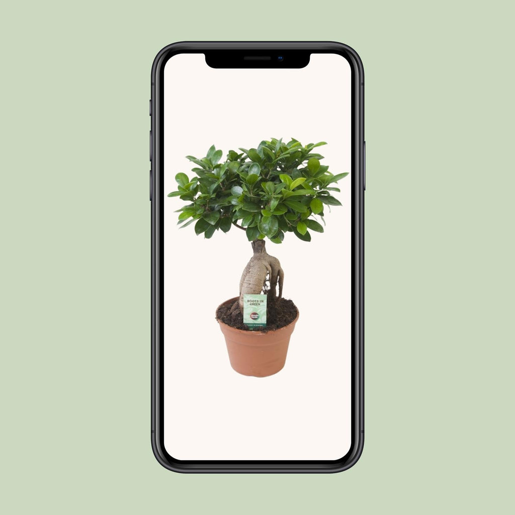Ficus Ginseng, Ø17 cm, 40 cm