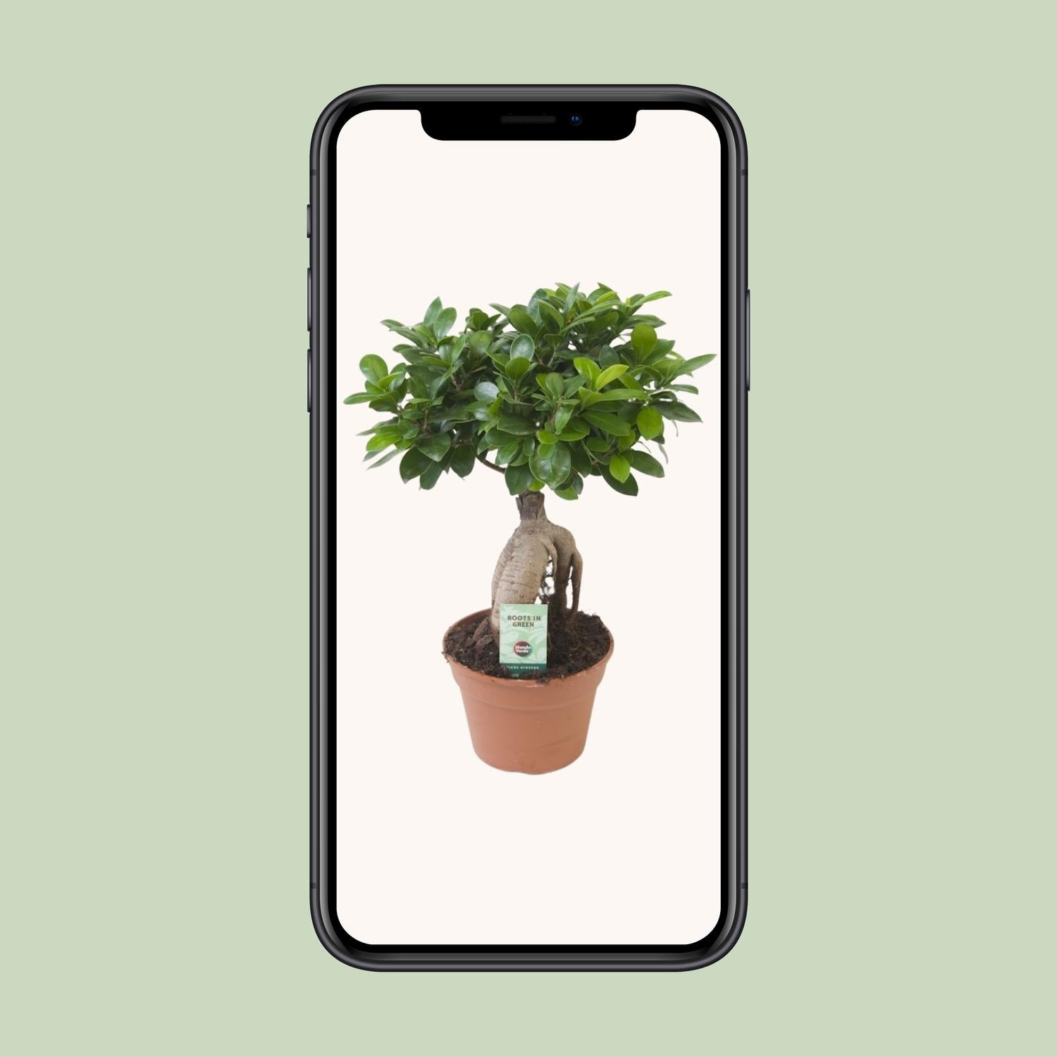 Ficus Ginseng, Ø17 cm, 40 cm