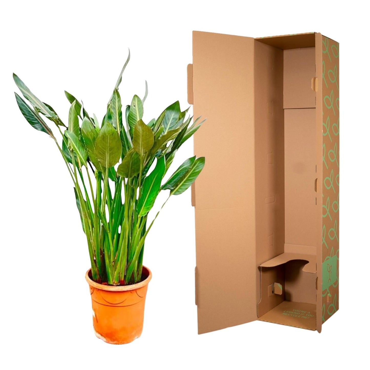 Strelitzia reginae xl – 160cm – Ø30