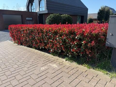 Heckenpflanzen, Photinia fraseri Carre Rouge, rot grün Blatt, 8 Pflanzen, 1 laufender Meter, immergrün, Topf 9 cm 30-35 cm