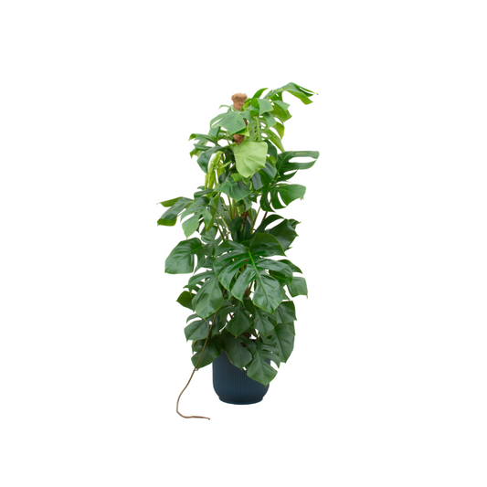 Combi deal - Monstera pertusum XL inklusive elho Vibes Fold Round Blau Ø30 – 150 cm