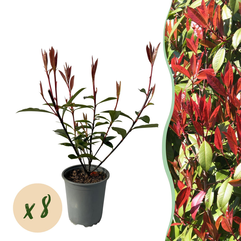 Heckenpflanzen, Photinia fraseri Carre Rouge, rot grün Blatt, 8 Pflanzen, 1 laufender Meter, immergrün, Topf 9 cm 30-35 cm