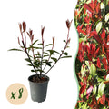 Heckenpflanzen, Photinia fraseri Carre Rouge, rot grün Blatt, 8 Pflanzen, 1 laufender Meter, immergrün, Topf 9 cm 30-35 cm