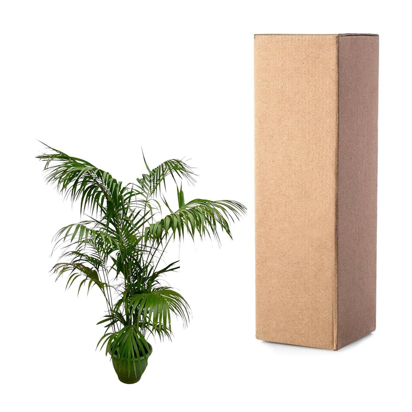 Kentia palm XXL – 260 cm – Ø35 - Botanic-Vibes