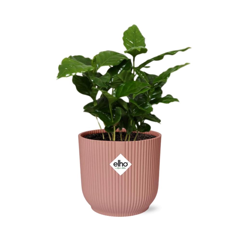 Coffea Arabica im ELHO Vibes Fold, 14 cm, rosa