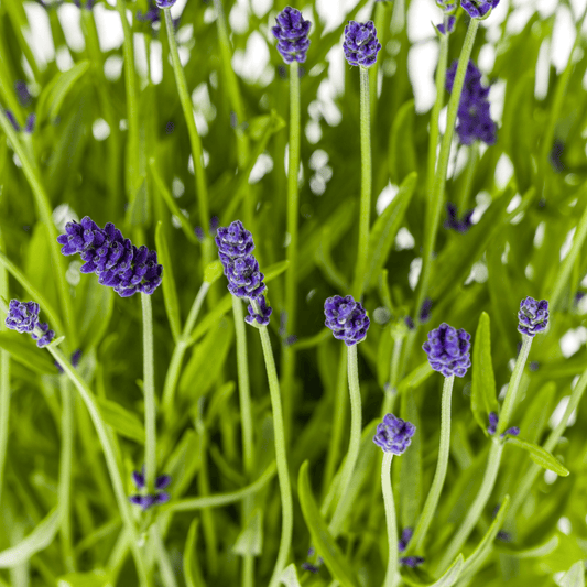 2x Lavandula angustifolia Ø19cm - ↕40 - 50cm - Botanic-Vibes