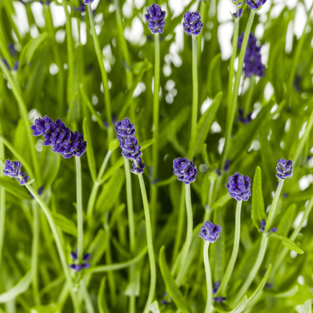 2x Lavandula angustifolia Ø19cm - ↕40 - 50cm - Botanic-Vibes