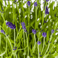 2x Lavandula angustifolia Ø19cm - ↕40 - 50cm - Botanic-Vibes