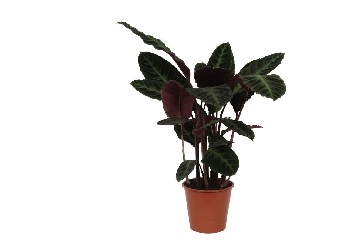 Calathea Warscewiczii – 100 cm – ø21 - Botanic-Vibes