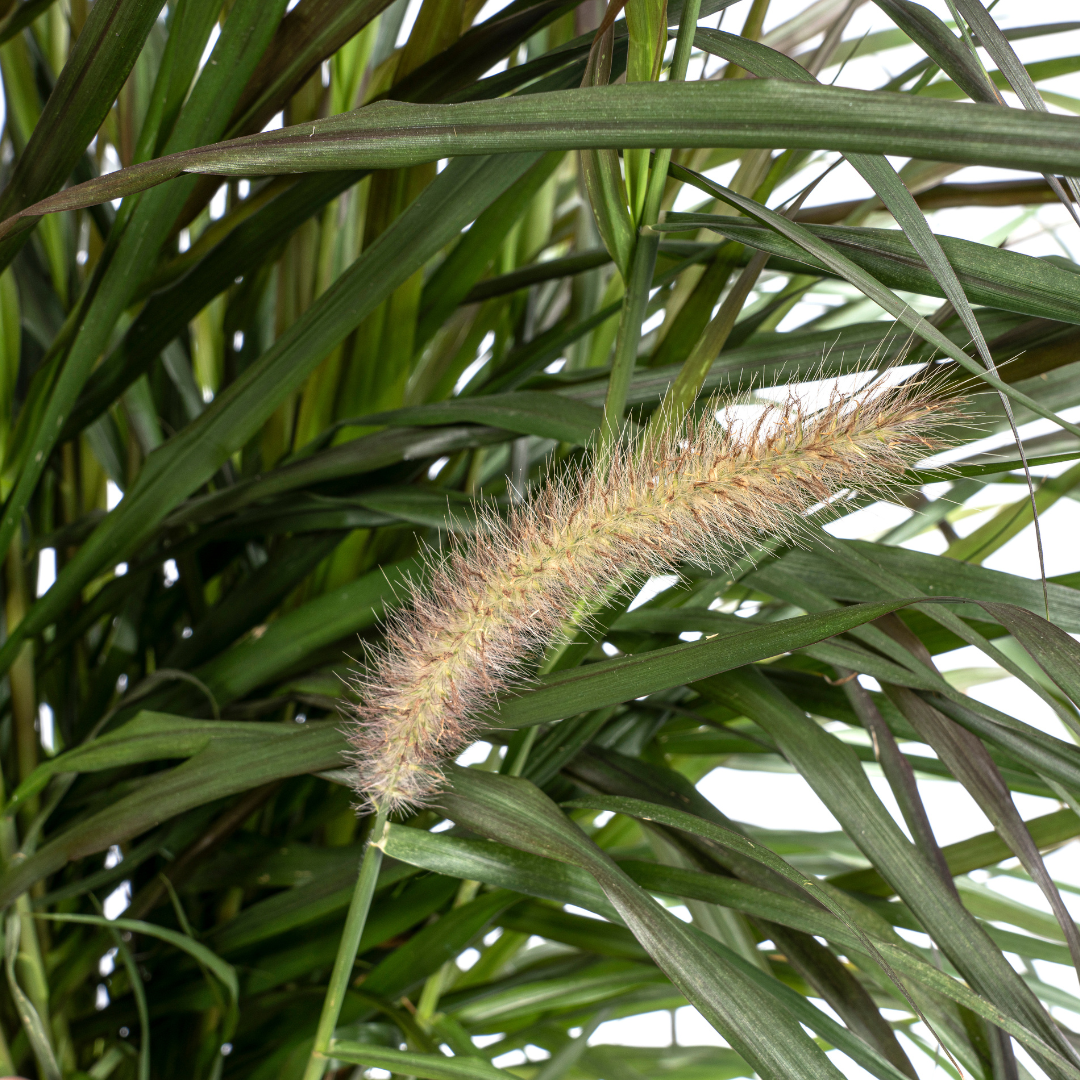 Pennisetum x advena Chelsea Ø27cm - ↕70 - 80cm