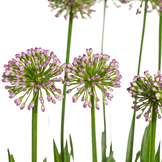 Allium senescens Millenium Ø19 cm - ↕60 cm - Botanic-Vibes